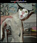 miaoooooooooo