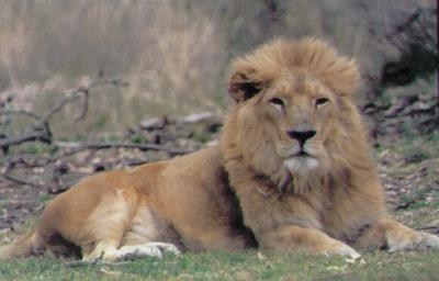 lion de la teranga